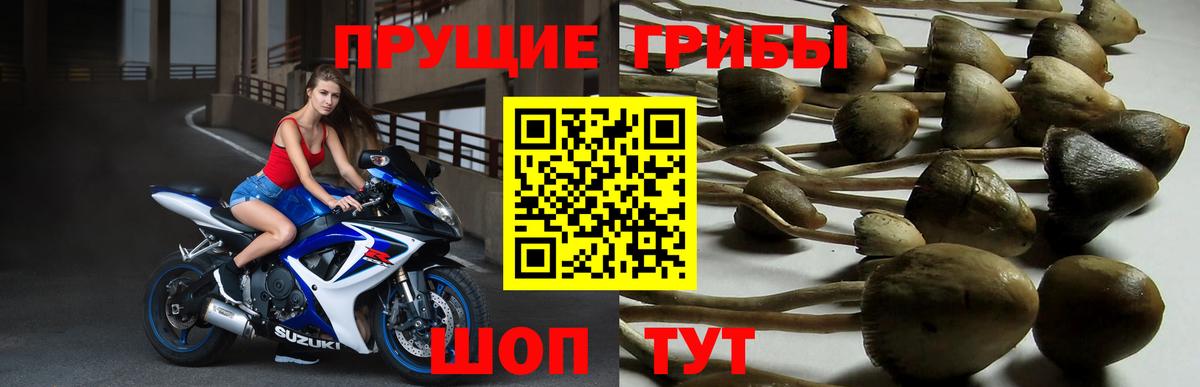 Миасс  Псилоцибиновые грибы прущие грибы  Вход с VPN 